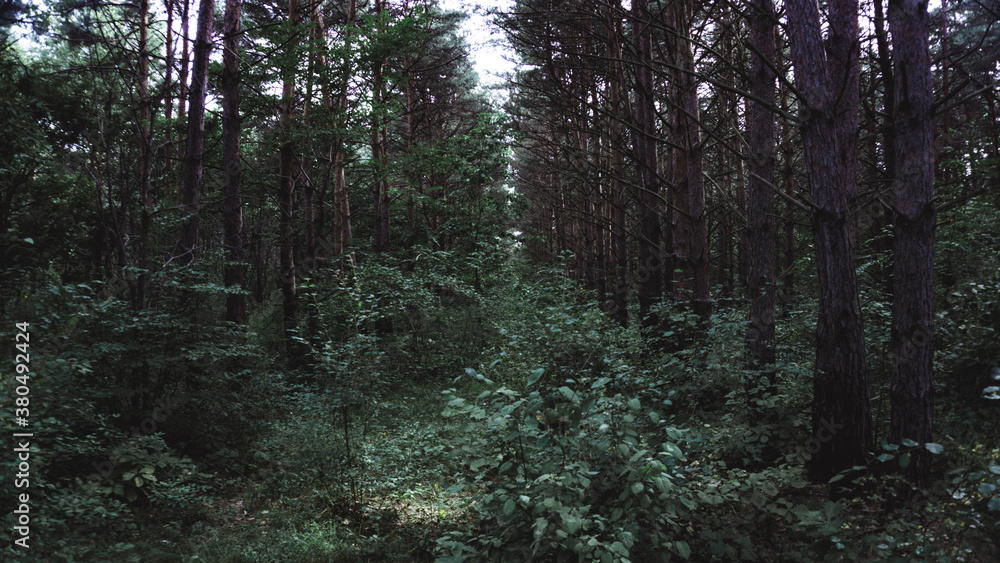 Obraz premium Russian woods