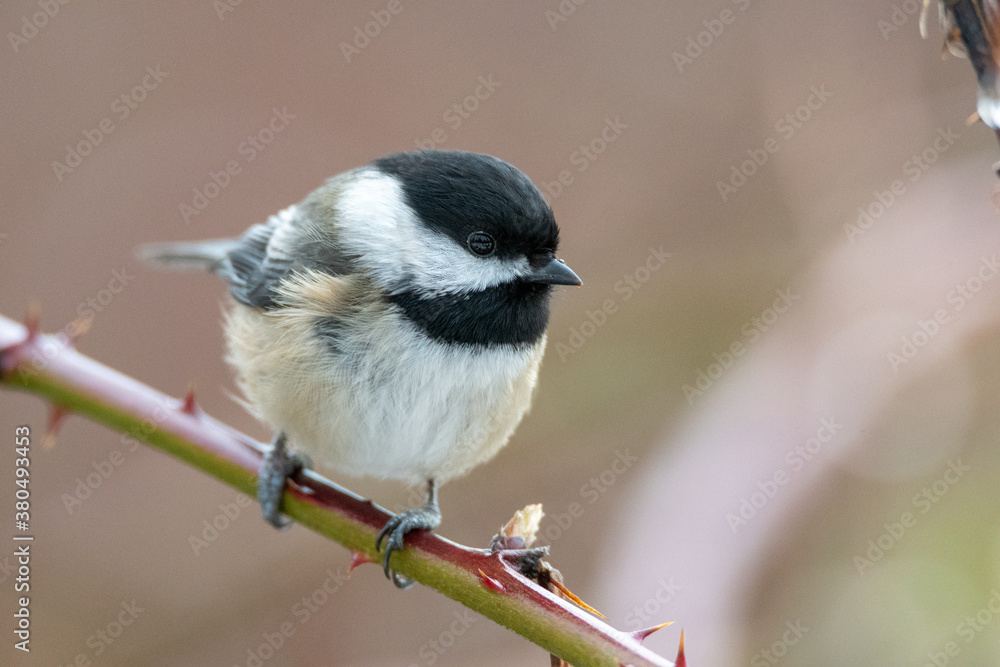 Fototapeta premium アメリカコガラ が枝に留まる様子 バンク－バ－ ブリティッシュコロンビア カナダ 