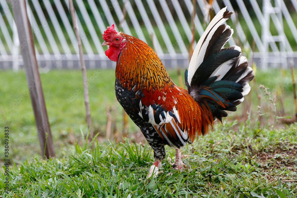 Fototapeta premium Gallo