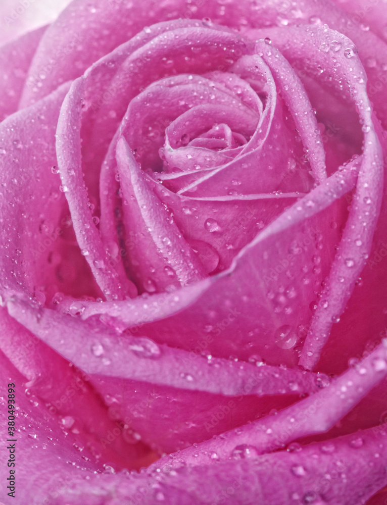 rose with water drops close up