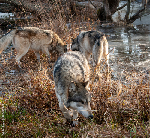 Wolves on the prowl in winter