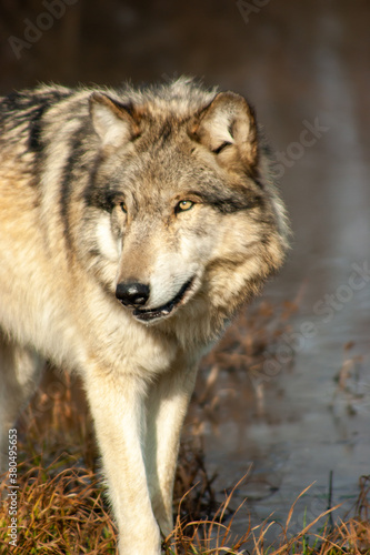 Wolves on the prowl in winter