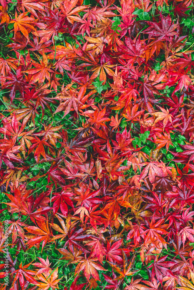Autumn carpet Autumn carpet