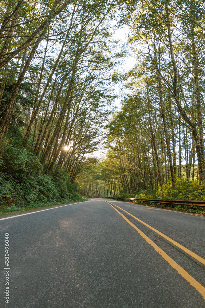 Low-angle view of a forested highway road with setting sun in the summer Low-angle view of a forested highway road with setting sun in the summer
