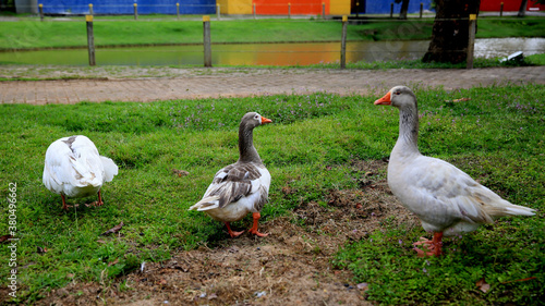 mata de sao joao, bahia / brazil - september 24, 2020: geese are seen at Parque da Cidade in Mata de Sao Joao. photo