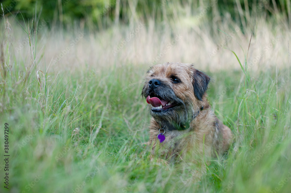 Border Terrier sitting in long grass Border Terrier sitting in long grass