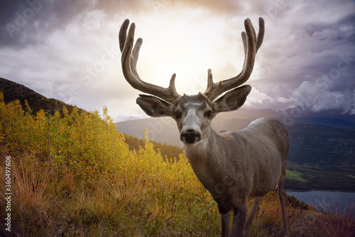A male Deer in Canadian Nature during colorful Fall Season. Image composite with Background located in Yukon, Canada. Colorful Sunset © edb3_16