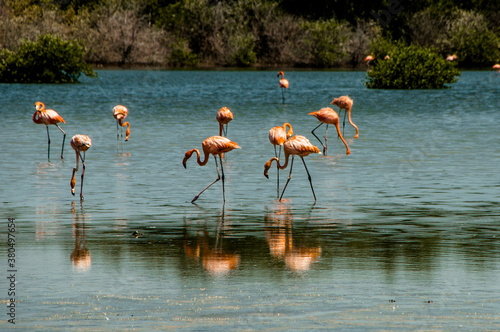 Pink flamingos in aLagoon in Venezuela photo