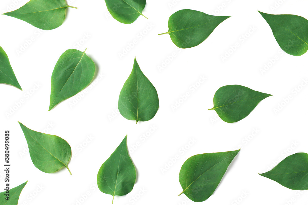 minimalistic pattern of green leaves on a white background. flat lay, top view