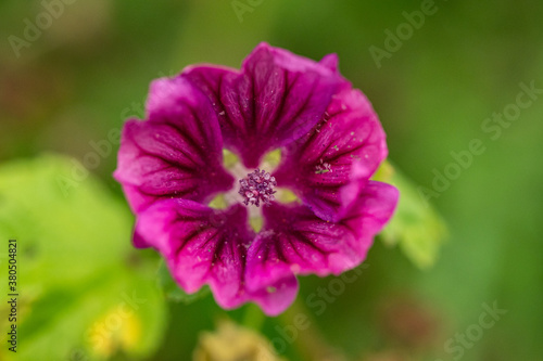 top view of one beautiful pink blooming cheeses flower with blurry green background