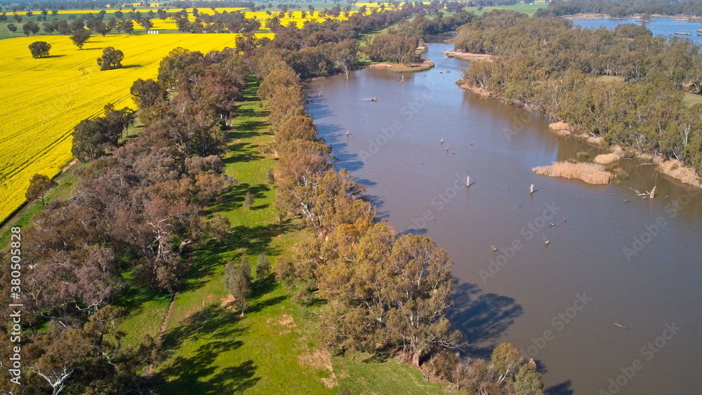 Fototapeta premium Canola Crop Trees and Lake Mulwala