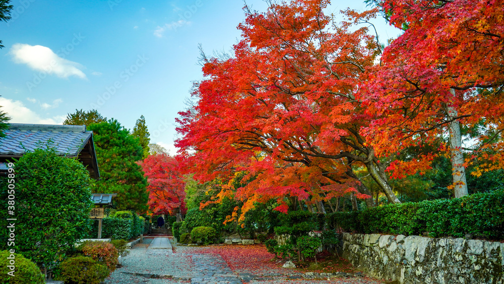 Naklejka premium 秋の景色を彩る紅葉