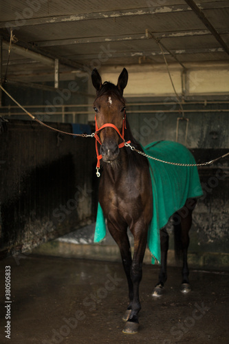 Horse redy to be cleaned and dried after training race photo
