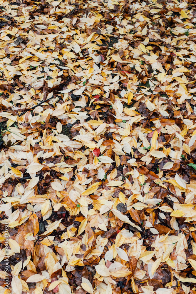 Pile of wet leaves in autumn Pile of wet leaves in autumn