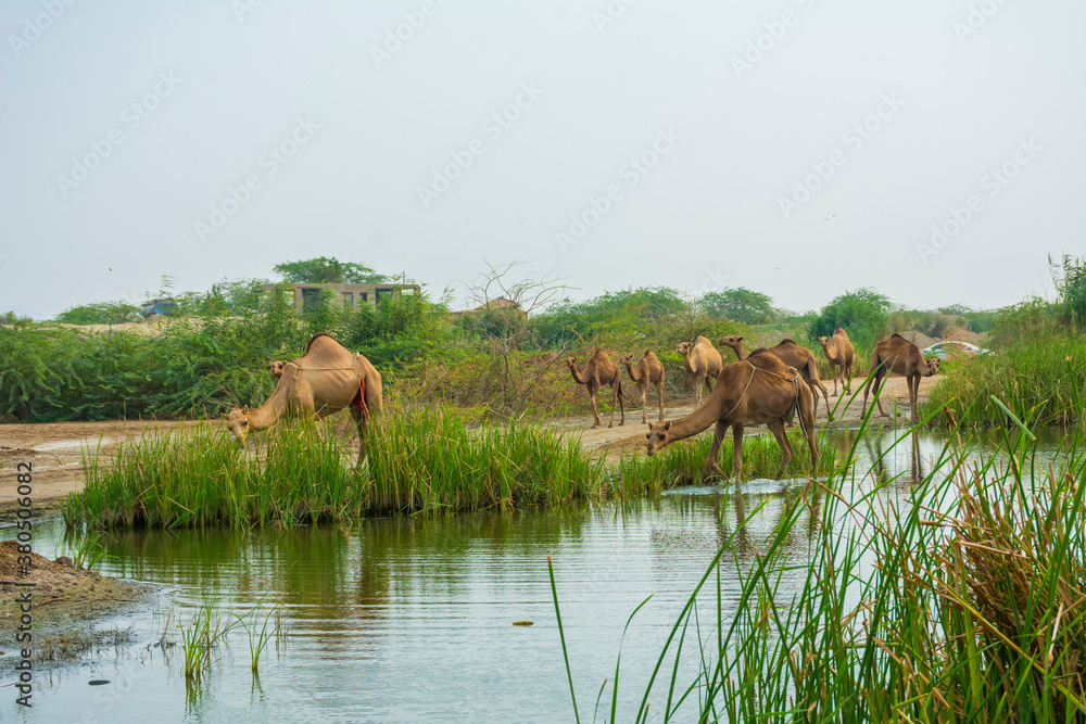 Fototapeta premium Camels