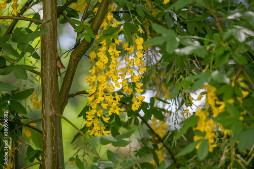 Ταπετσαρία Laburnum alpinum, the magnificent yellow flowers of spring
