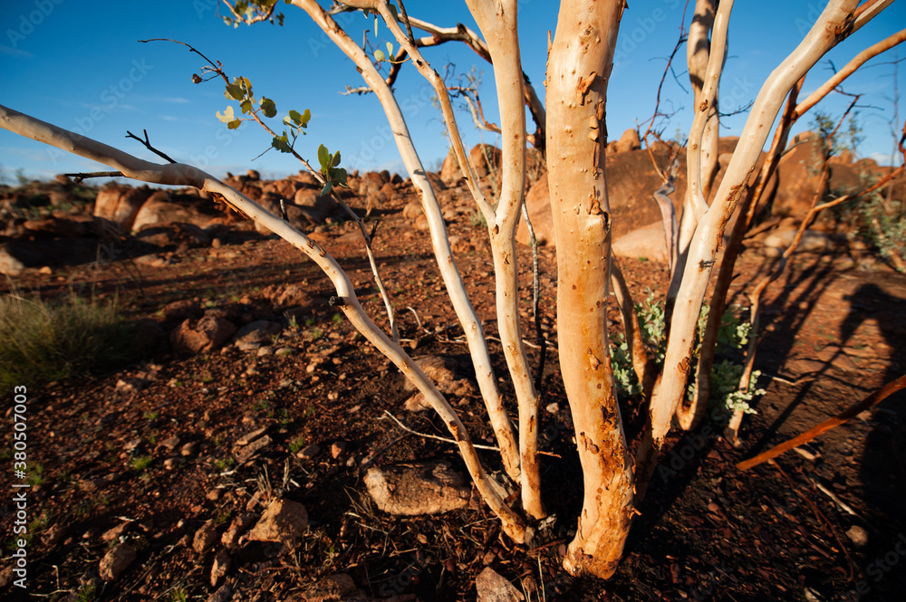 Spindly Tree in the Outback Spindly Tree in the Outback