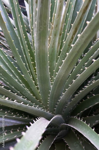 Dasylirion desert plant in a greenhouse photo