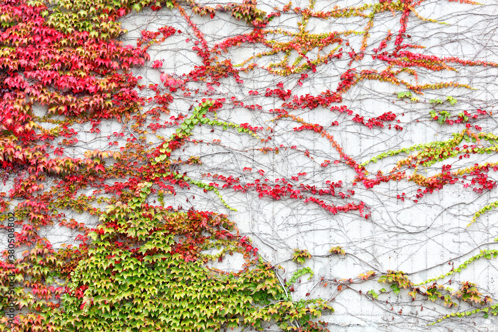 Virginia creeper vine on a concrete wall Virginia creeper vine on a concrete wall