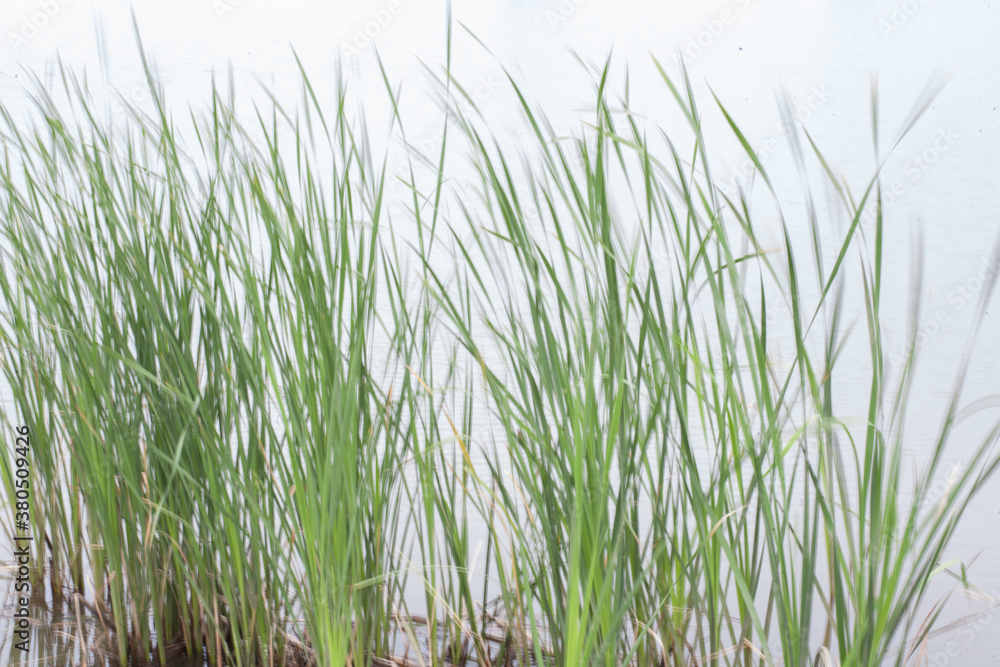 Green tall grass moving by the wind at the lake side Green tall grass moving by the wind at the lake side