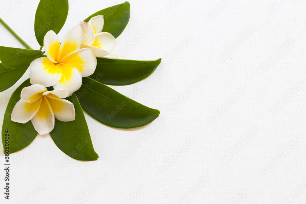 Obraz premium yellow flowers frangipani local flora of asia with leaf arrangement flat lay postcard style on background white 