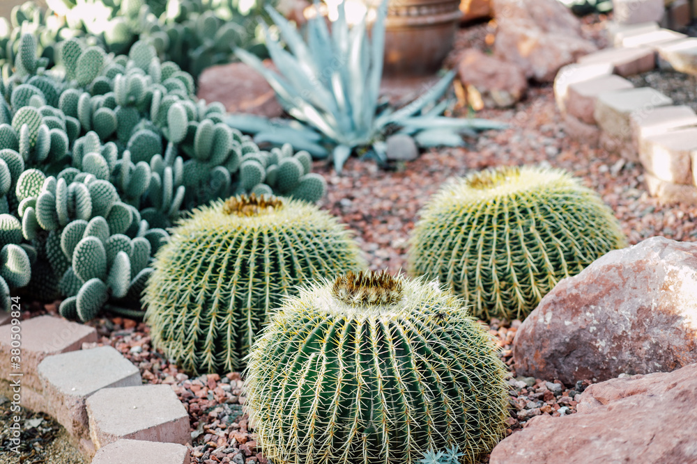 Horizontal Garden Cacti Horizontal Garden Cacti