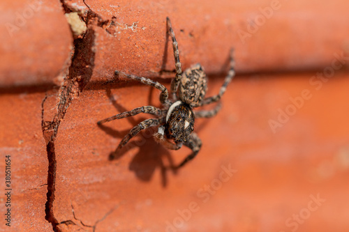 Macro photograph of a small spider
