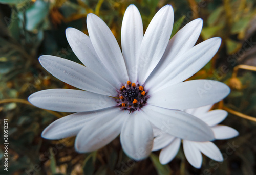 Macro photography of african daisy Osteospermum