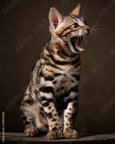 Wallpaper Mural Pure breed Bengal male kitten/cat	 Torontodigital.ca