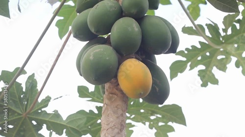 Papaya plants that have had lots of fruit