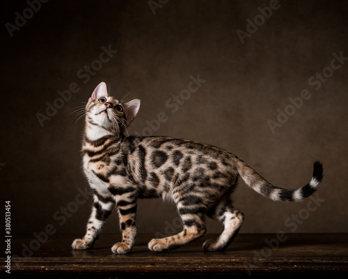 Wallpaper Mural Pure breed Bengal male kitten/cat	 Torontodigital.ca