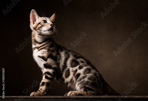 Wallpaper Mural Pure breed Bengal male kitten/cat	 Torontodigital.ca