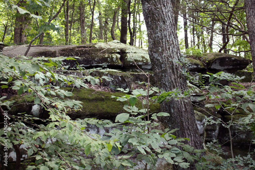 tree in the forest tree in the forest