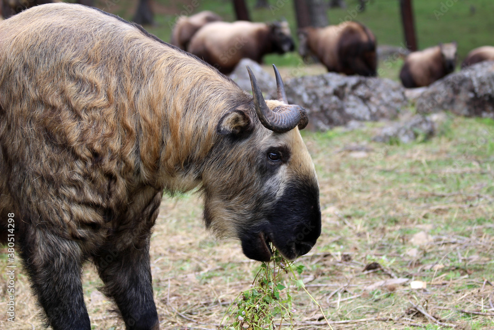 The takin, also called cattle chamois or gnu goat, is a goat-antelope found in the eastern Himalayas and this one in Bhutan. The takin, also called cattle chamois or gnu goat, is a goat-antelope found in the eastern Himalayas and this one in Bhutan.