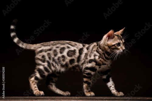 Wallpaper Mural Pure breed Bengal male kitten/cat	 Torontodigital.ca