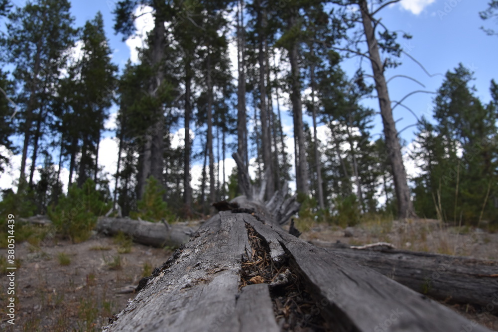 forest floor forest floor