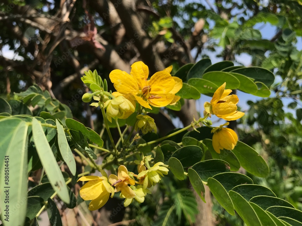 Obraz premium yellow flowers