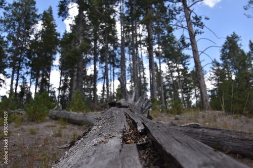 forest floor