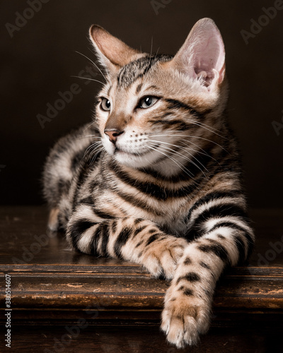 Wallpaper Mural Pure breed Bengal male kitten/cat	 Torontodigital.ca