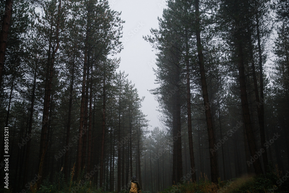 Person wandering through the woods Person wandering through the woods