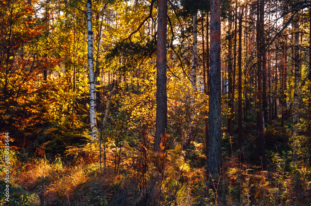 Sunny autumn afternoon in deciduous forest Sunny autumn afternoon in deciduous forest