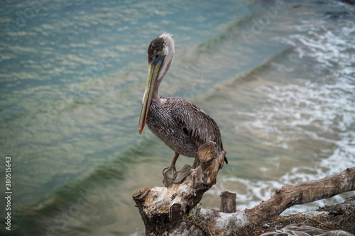 Pelicans on California Coast  © Alexander Davidovich