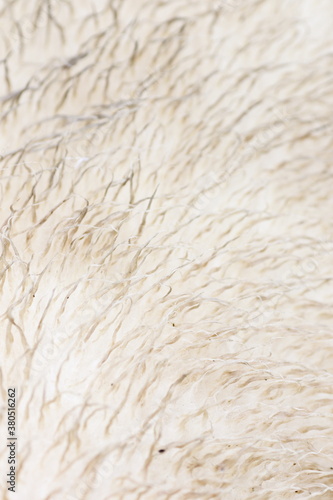 Close up of the woolly fur of a sheep photo