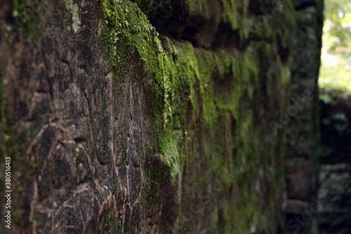 moss on stone wall © Ashley RK Smith