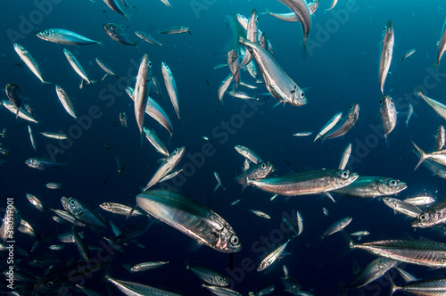 School of Mackerel Scad Fish