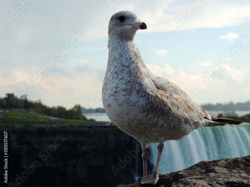 A beautiful seagull standing on a stone with Niagara Fall in the background