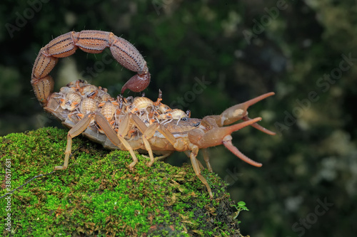 
A mother scorpion (Hottentotta hottentotta) is holding her babies to protect them from predators.