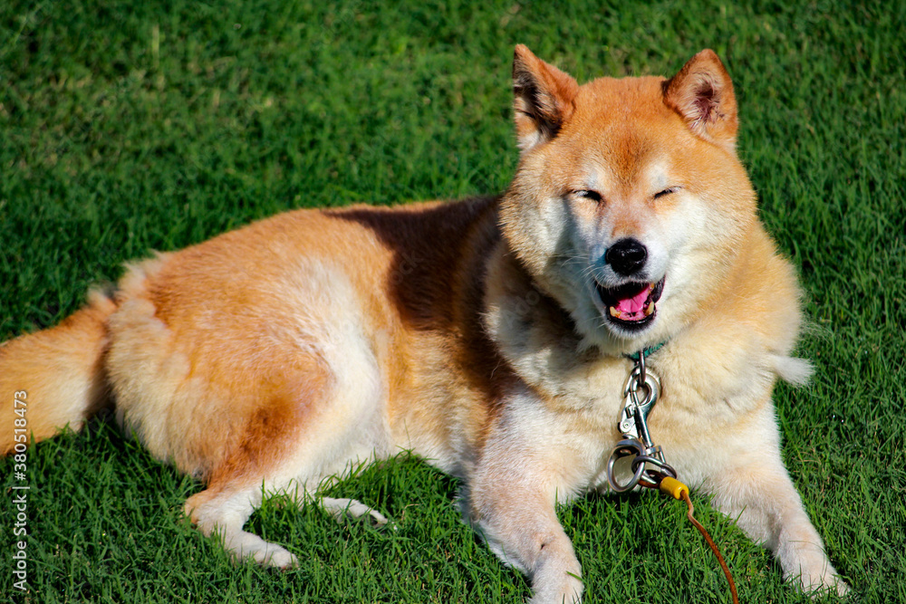 Shiba Wink Shiba Wink