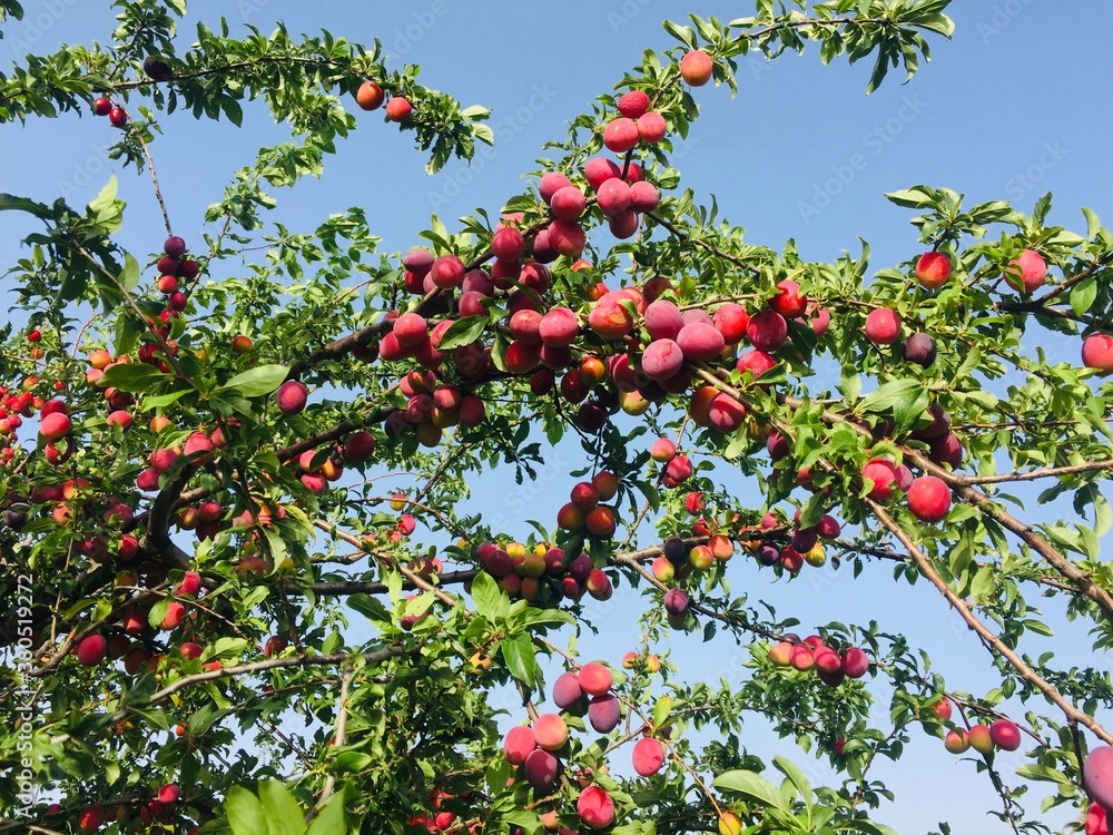 red berries on a tree