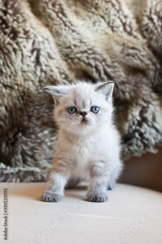 Seal Lynx Point Kitten photo